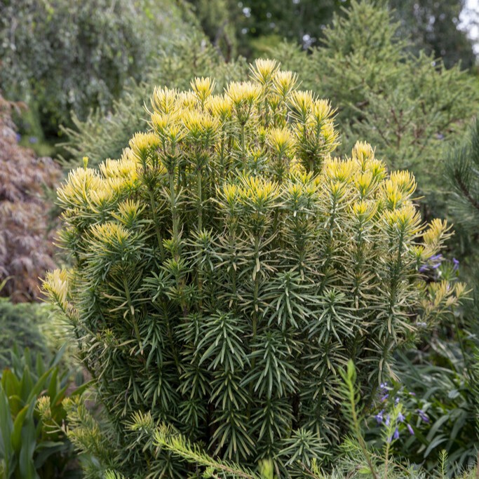 Plommonidegran - Cephalotaxus harringtonii Korean Gold (Storlek: 30-40 C3)