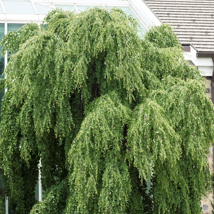 H&auml;ngkatsura - Cercidiphyllum japonicum Pendulum (Storlek: 200 stam C15)