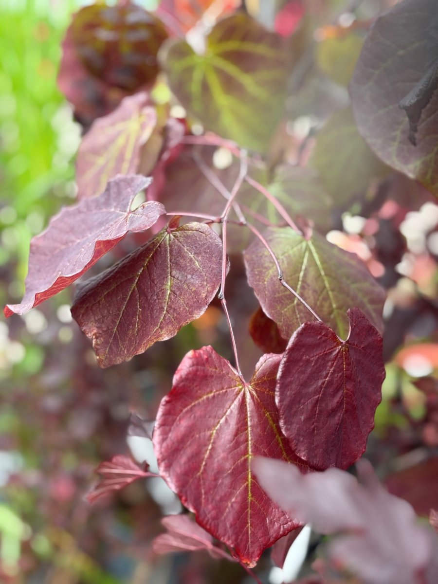 Amerikanskt Judasträd - Cercis canadensis Merlot (Storlek: utr 150-175 C12)