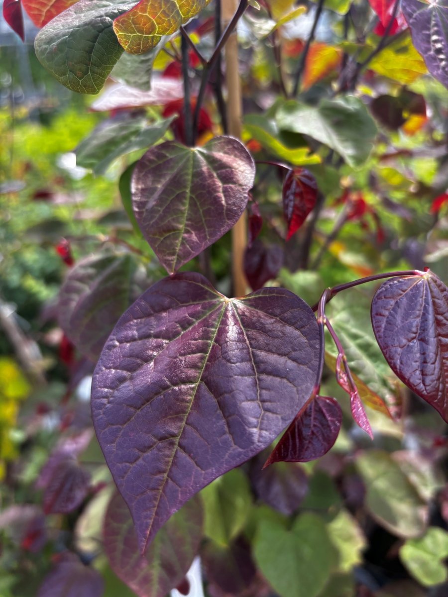 Amerikanskt Judasträd - Cercis canadensis Red Force (Storlek: 60-80 C7,5)