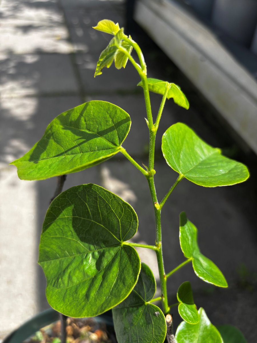 Kinesiskt judasträd - Cercis chinensis Shirobana (Storlek: 40-50 C5)