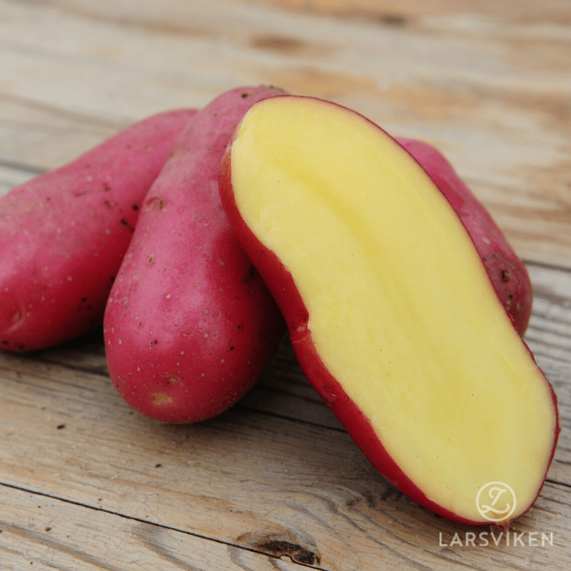 Sättpotatis Cerisa (Storlek: 1kg)