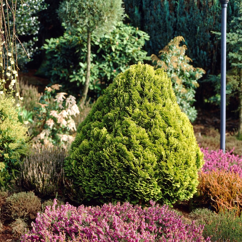 Japansk &Auml;delcypress - Chamaecyparis obtusa Nana Aurea (Storlek: 20-25 C2)