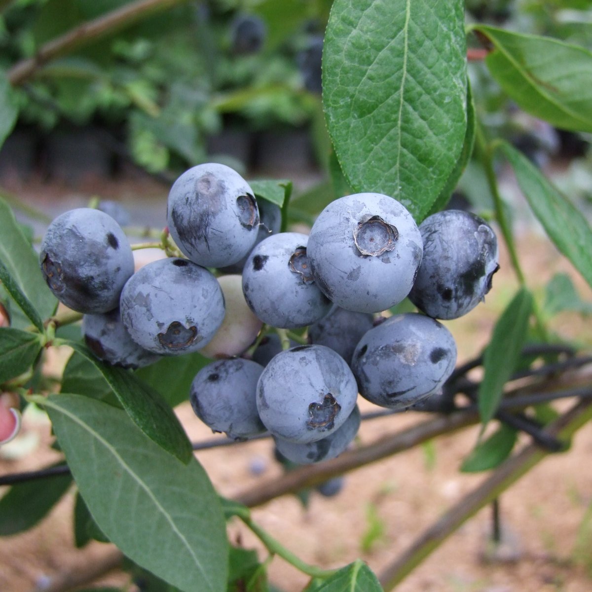Amerikanskt Bl&aring;b&auml;r - Vaccinium corymbosum Chanticleer (Storlek: busk C2,5)