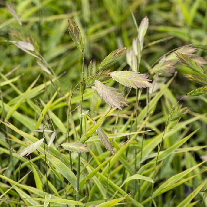 Droppax / Flatax - Chasmanthium latifolium Little Tickler (Krukstorlek: 0,5-1L)