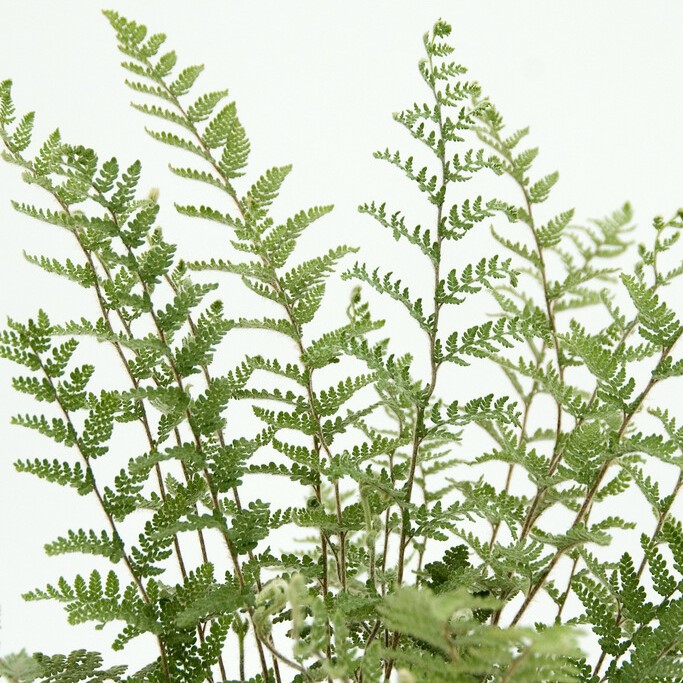 Cheilanthes lanosa, Läppbräken - Cheilanthes lanosa (Krukstorlek: 0,5-1L)