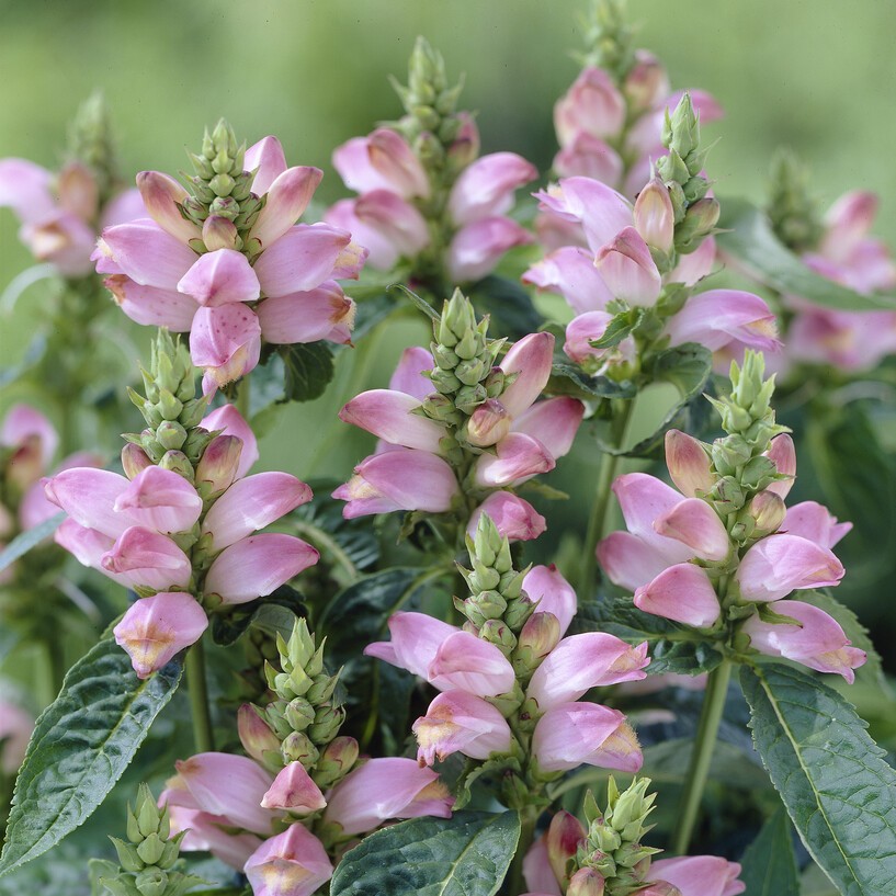 Sköldpaddsört - Chelone lyonii Pink Temptation (Krukstorlek: 0,5-1L)