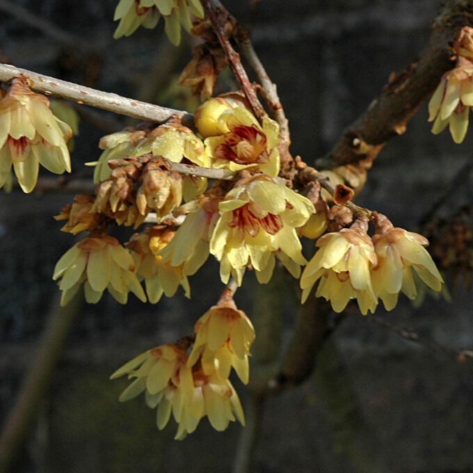 Vinterkryddbuske - Chimonanthus praecox (Calycanthus) (Storlek: 30-40 C3,5)