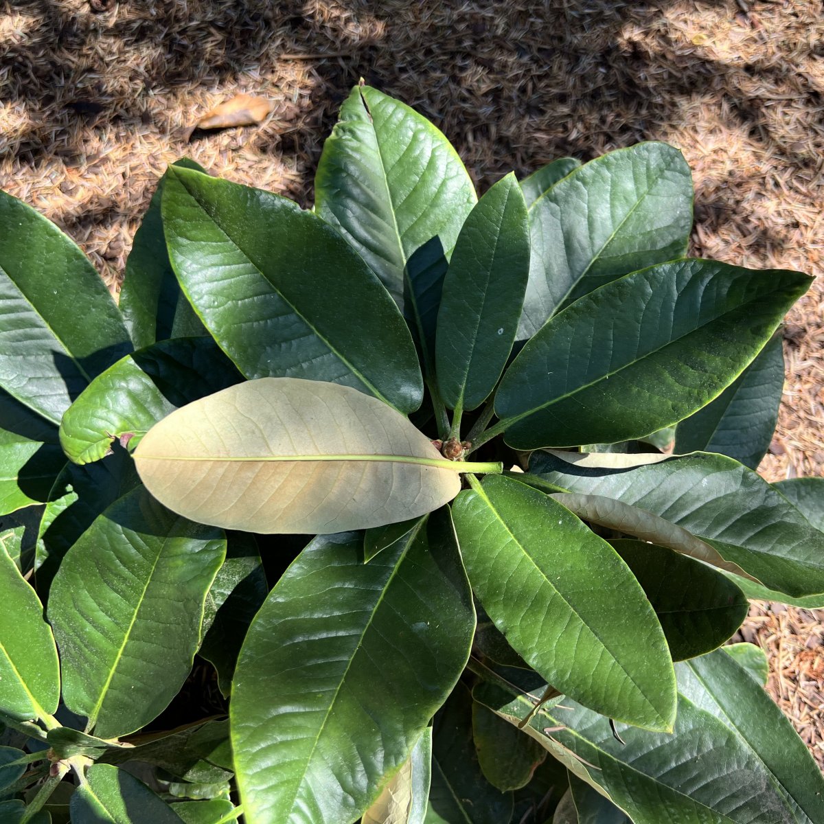 Rododendron - Rhododendron hybr. Cinnamon Princess (Storlek: 30-40 C5)