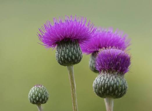 Bantistel - Cirsium canum (Krukstorlek: 0,5-1L)