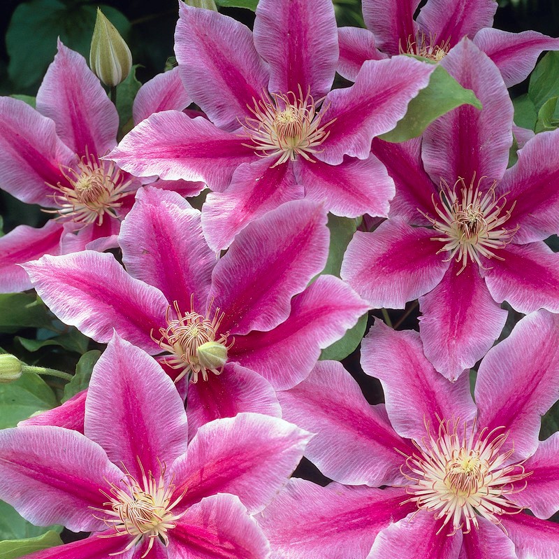Klematis Storblommig - Clematis patens Doctor Ruppel (Storlek: C2)