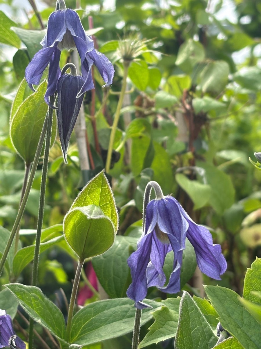 Klematis - Clematis integrifolia Blue River ®