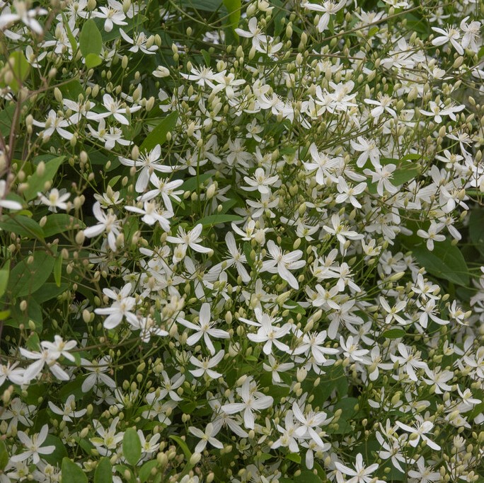 Stor Styvklematis - Clematis mandshurica