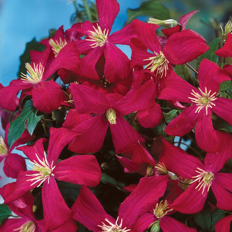 Italiensk Klematis - Clematis viticella Madame Julia Correvon (Storlek: C2)