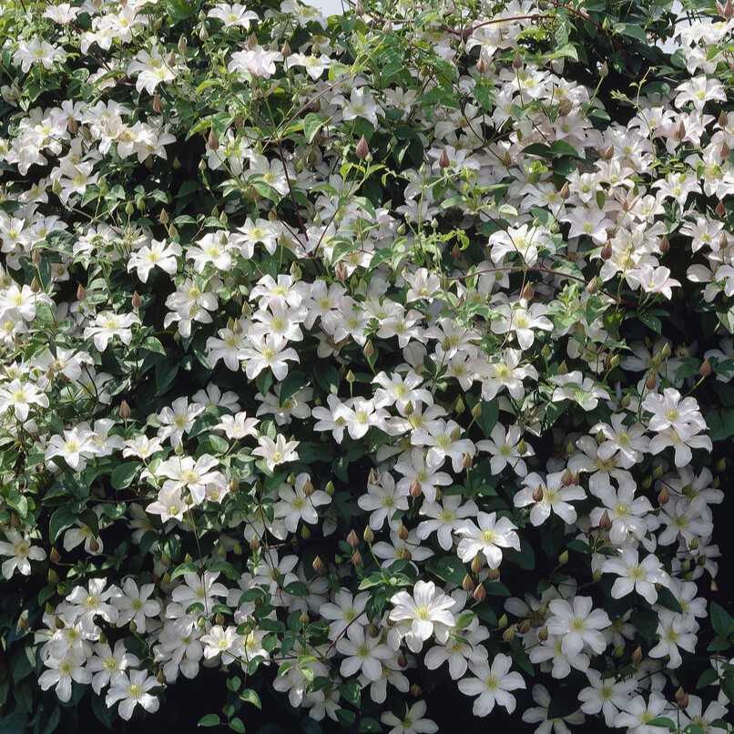 Klematis Storblommig - Clematis patens Huldine (Storlek: C2)