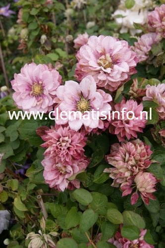 Klematis Storblommig - Clematis patens Pink Passion ®