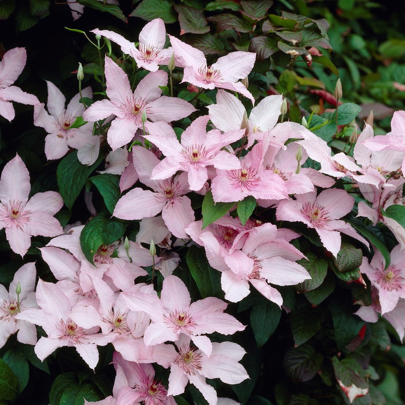 Klematis Storblommig - Clematis patens Pink Fantasy (Storlek: C2)