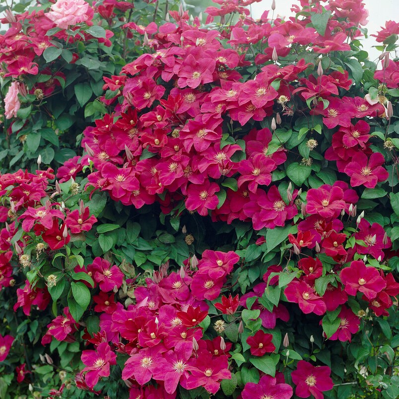 Klematis Storblommig - Clematis patens Rouge Cardinal (Storlek: C2)