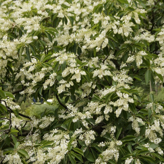 Japansk Konvaljbuske - Clethra barbinervis (Storlek: 40-50 C3,5)