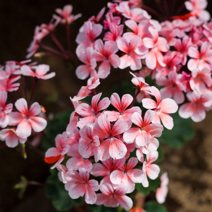 &Auml;ggskals-miniatyrpelargon, kruka - Pelargonium Clown