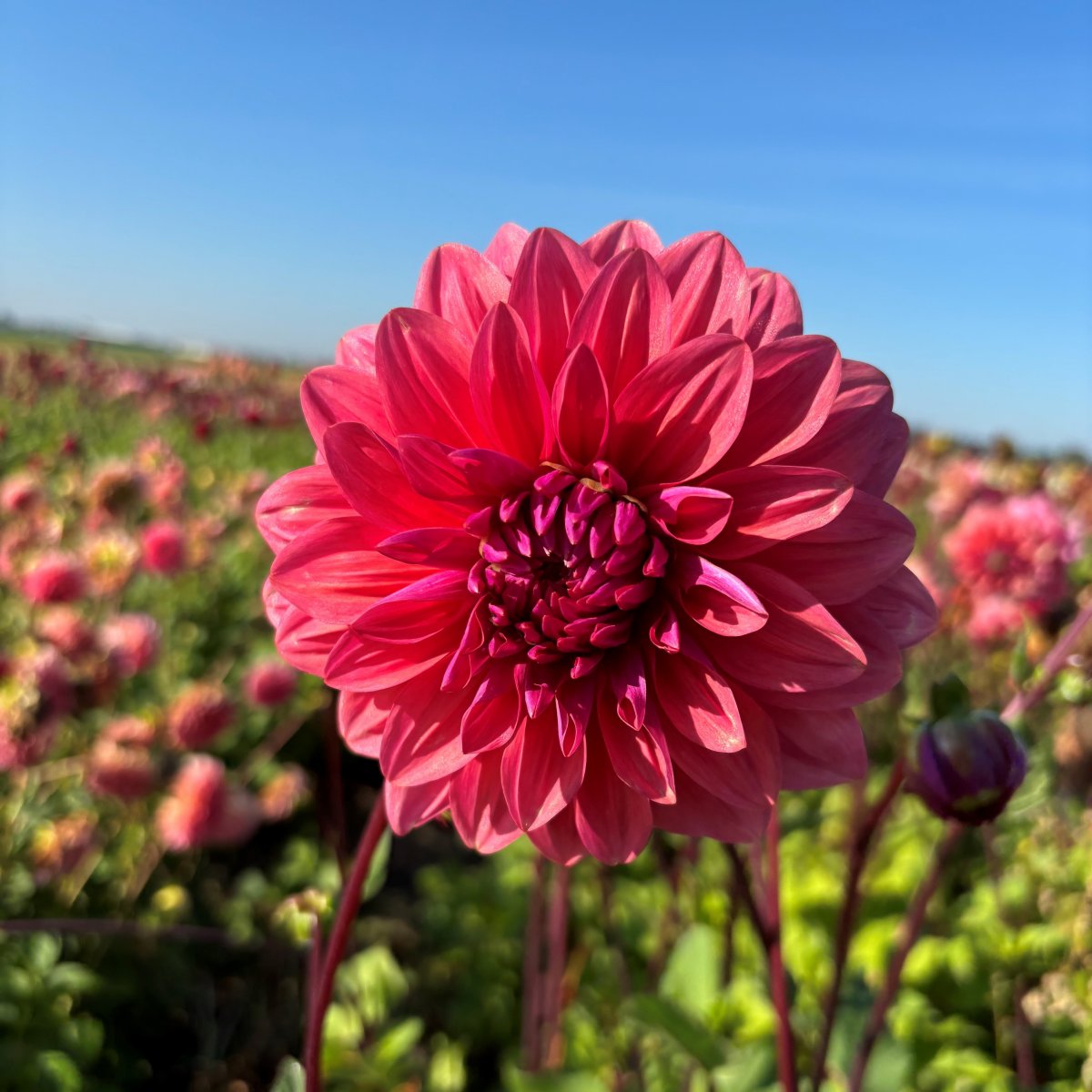 Dahlia Dekorativ Dalmulti Baroness 1st - Dahlia x pinnata Dalmulti Baroness
