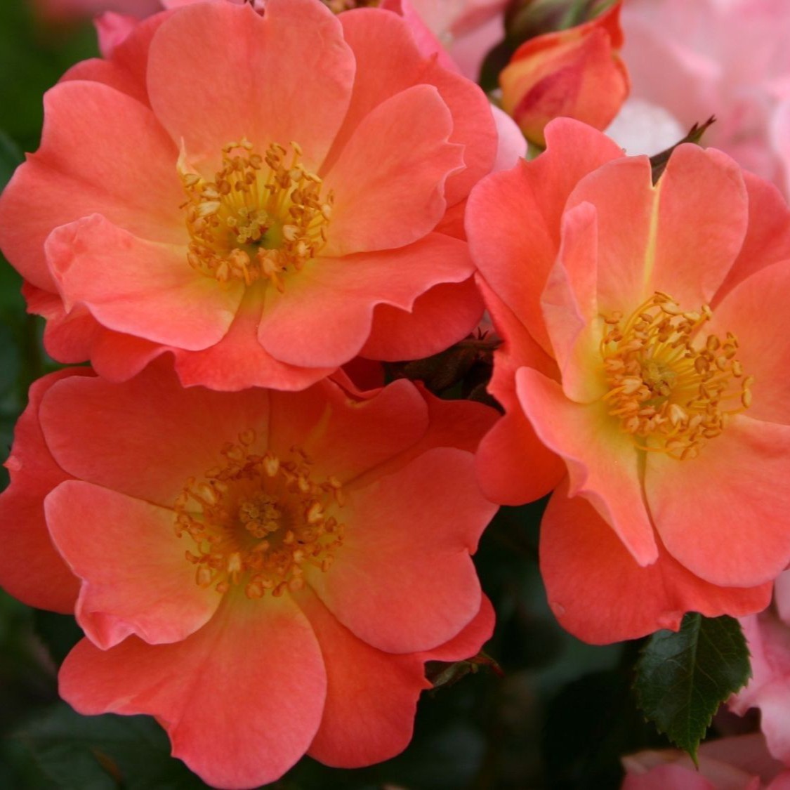 Modern Buskros - Rosa Coco &reg; (Krukstorlek: 3L)