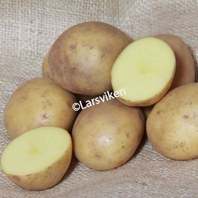 Sättpotatis Colleen Ekologisk (Storlek: 1kg)