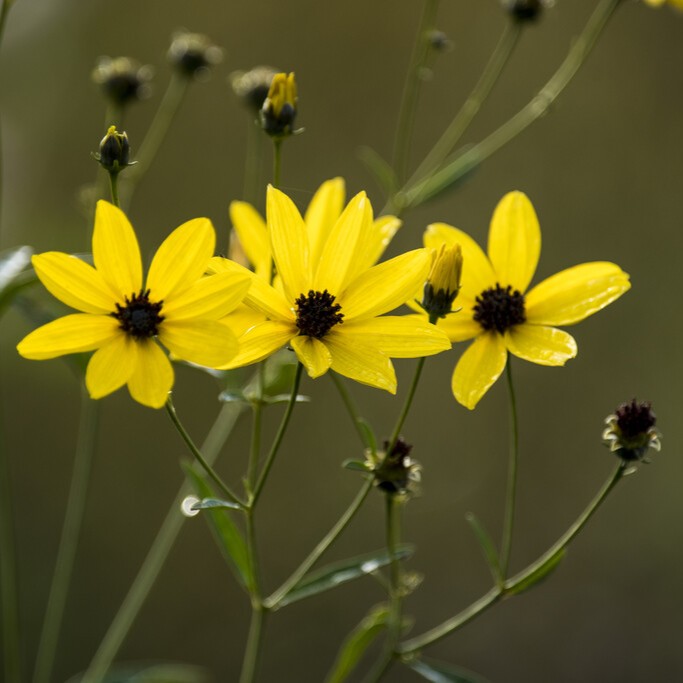 Jätteöga - Coreopsis tripteris (Krukstorlek: 0,5-1L)