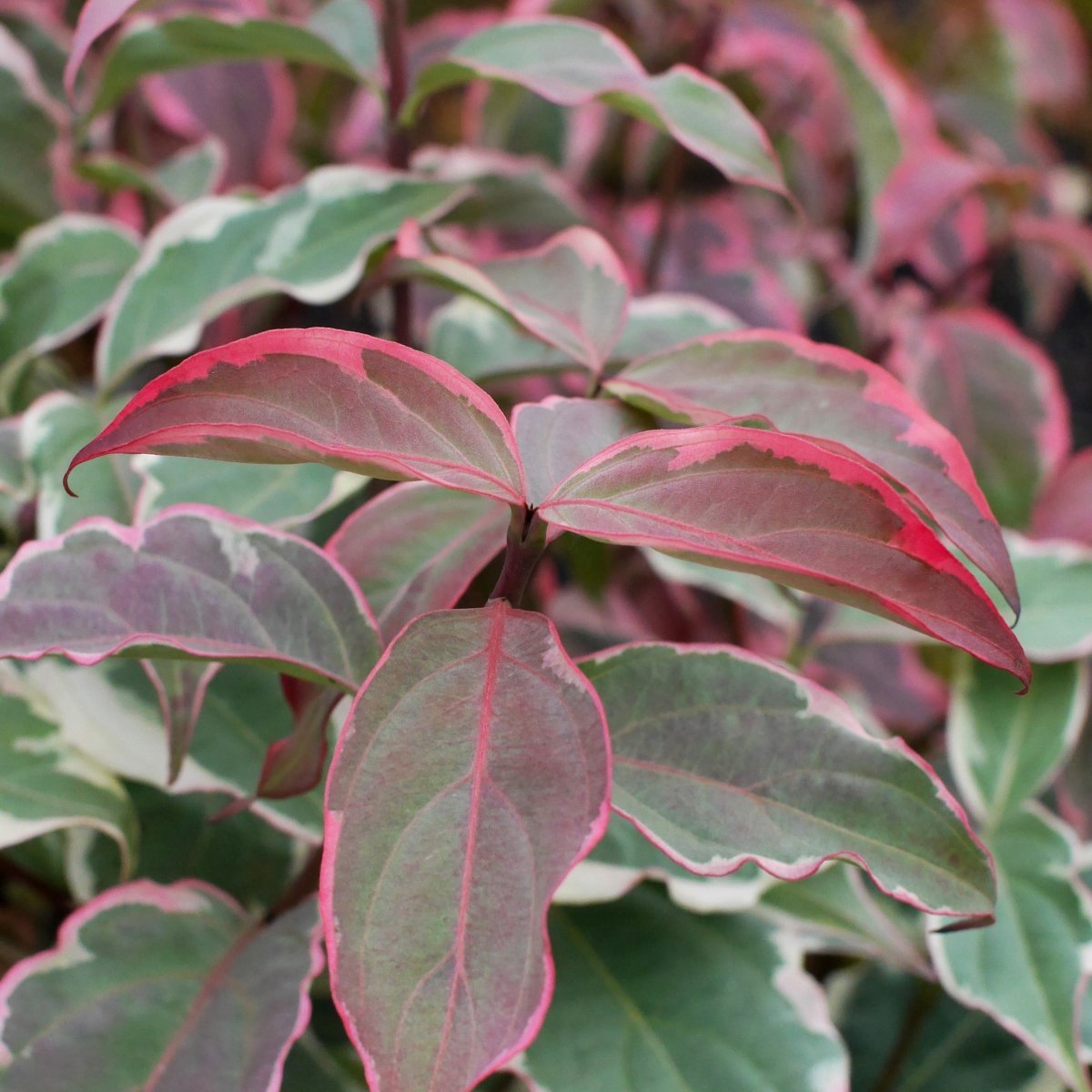 Koreansk Blomsterkornell - Cornus kousa Shira Yuki (Storlek: 40-60 C6)