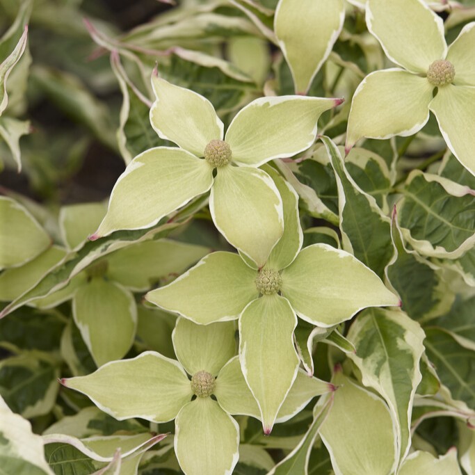 Koreansk Blomsterkornell - Cornus kousa Wolfs Eye (Storlek: 60-80 co)