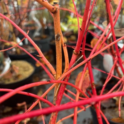 Skogskornell - Cornus sanguinea Anny´s Winter Orange (Storlek: busk C3)