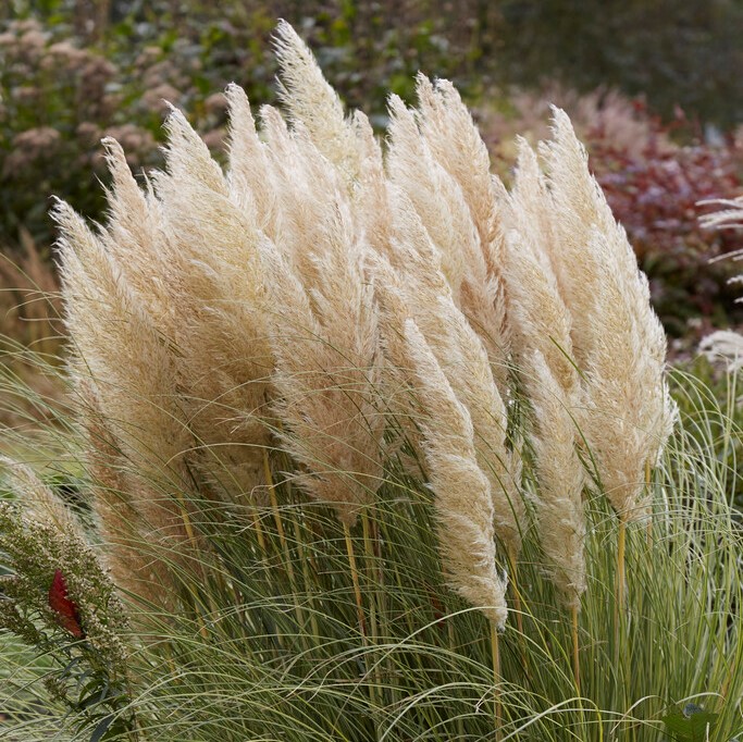 Pampasgräs - Cortaderia selloana Golden Goblin ® (Krukstorlek: 0,5-1L)