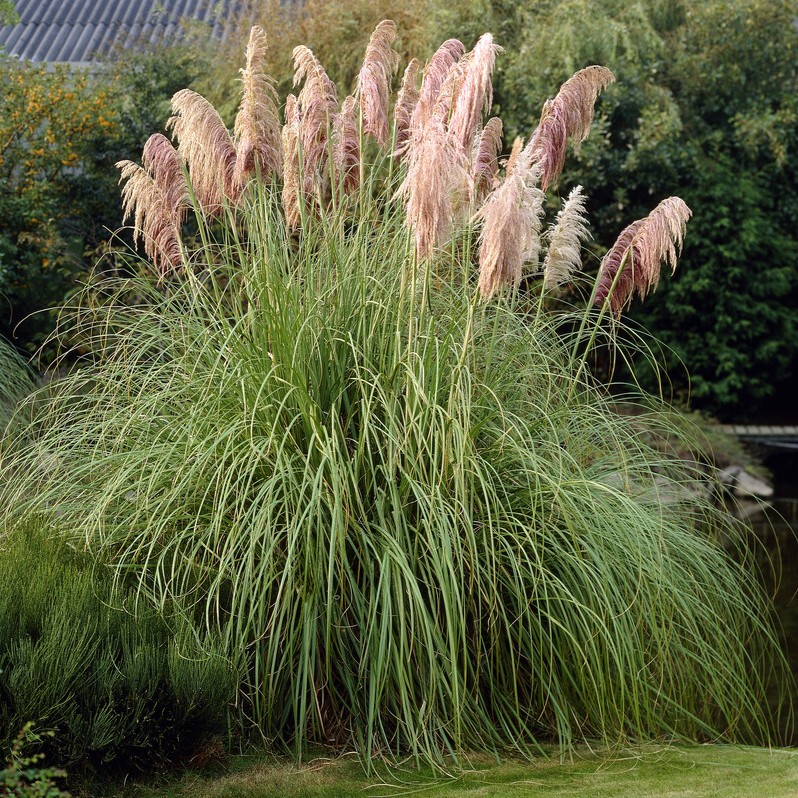 Pampasgräs - Cortaderia selloana Pink Feather (Krukstorlek: 0,5-1L)