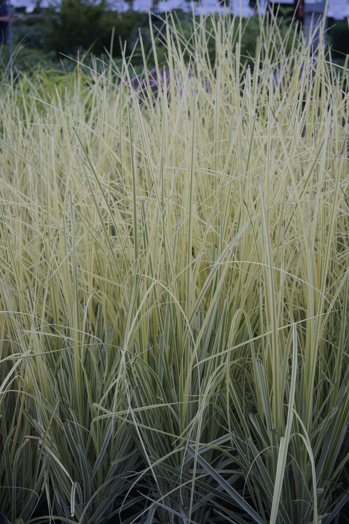 Pampasgräs - Cortaderia selloana Splendid Star (Krukstorlek: 5L)
