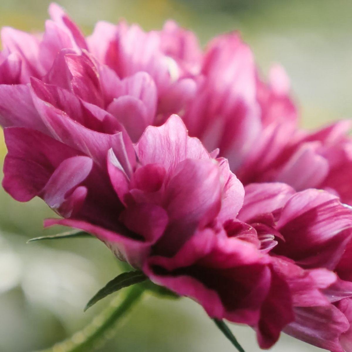 Rosensk&auml;ra, Double Click Cranberries - Cosmos bipinnatus Double Click Cranberries