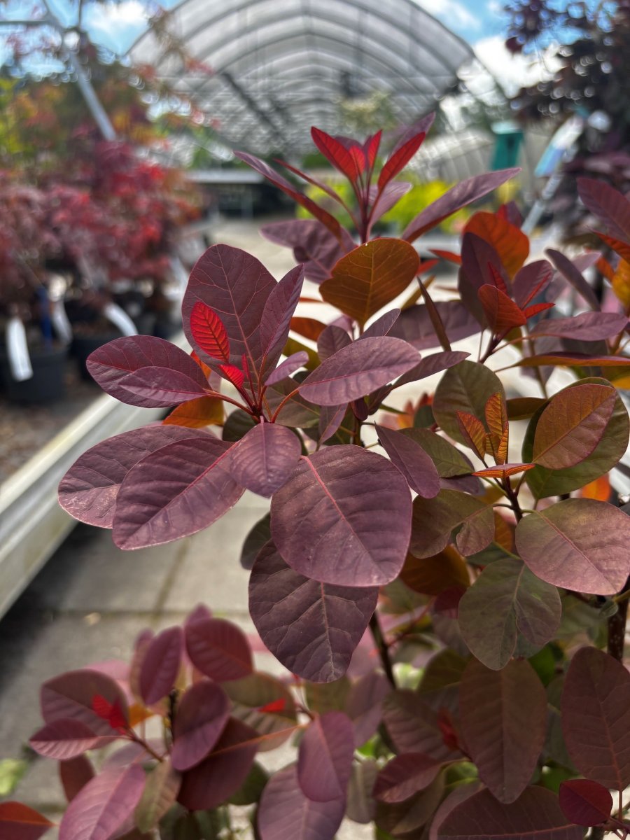 Perukbuske - Cotinus coggygria Magical Red Fountain ® (Storlek: 40-50 C4)