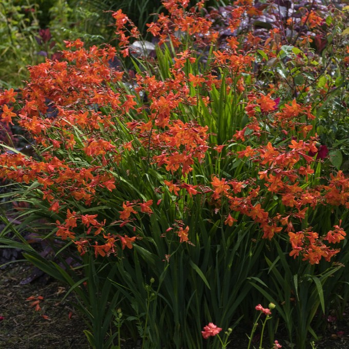 Montbretia - Crocosmia masoniorum (Krukstorlek: 0,5-1L)