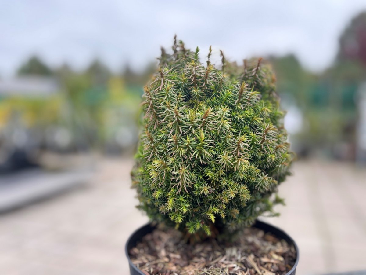 Japansk Kryptomeria - Cryptomeria japonica Funny (Storlek: 20-25 C3)