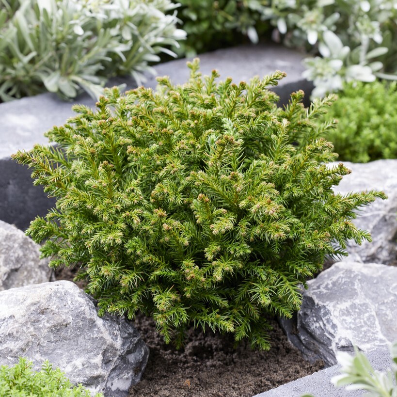 Japansk Kryptomeria - Cryptomeria japonica Green Pearl (Storlek: 20-25 C3)