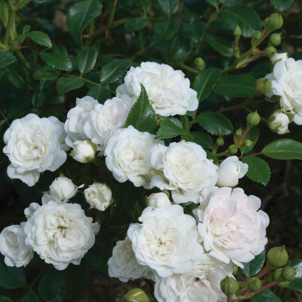 Markt&auml;ckarros - Rosa polyantha Crystal Fairy &reg; (Krukstorlek: 3L)