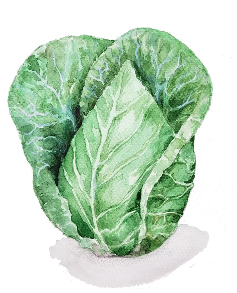 Spetsk&aring;l Cour di Bue - Brassica oleracea var. capitata conica Cuor di Bue