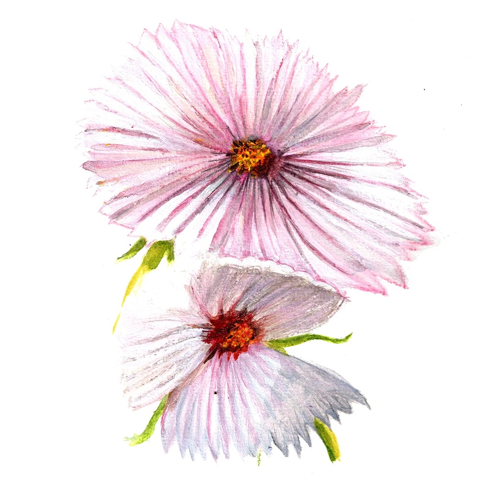 Rosensk&auml;ra, Cupcake Blush - Cosmos bipinnatus Cupcake Blush