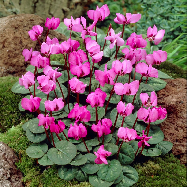 Dvärgcyclamen - Cyclamen coum (Krukstorlek: 0,5-1L)