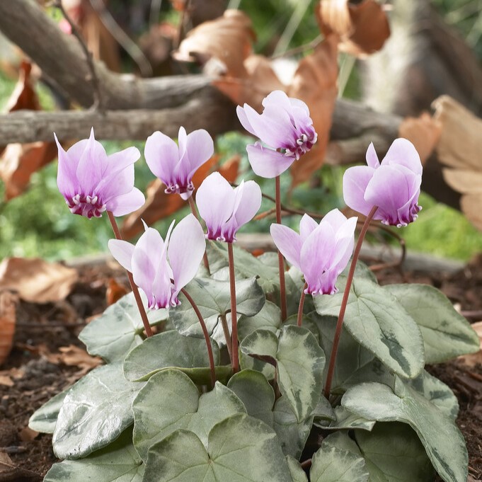 Dv&auml;rgcyclamen - Cyclamen coum Silverleaf (Krukstorlek: 0,5-1L)