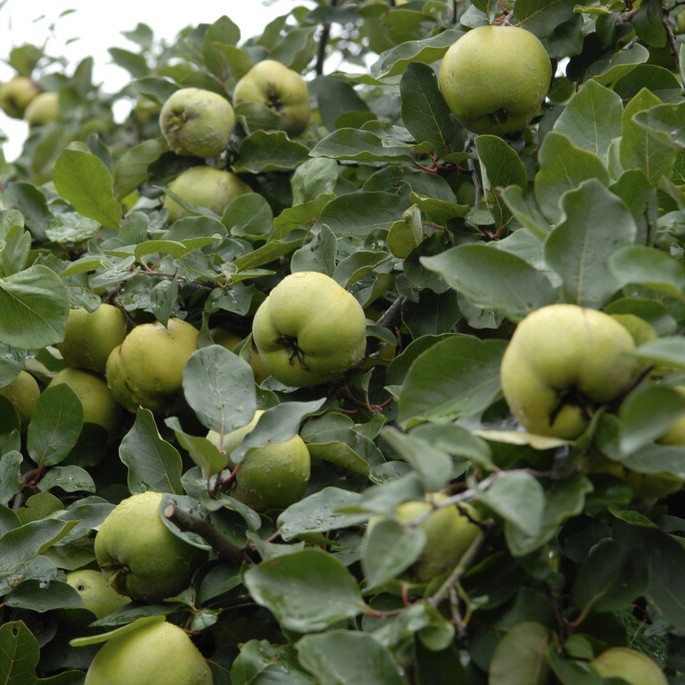 &Auml;pplekvitten/Kvitten - Cydonia oblonga Leskovacka (Lescovaz) (Storlek: busk C7,5)