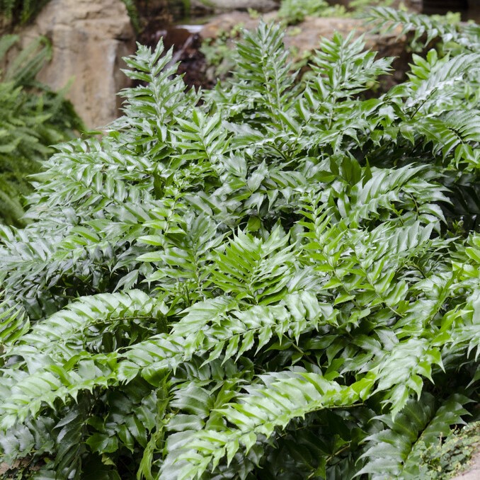 Mahoniabr&auml;ken - Cyrtomium falcatum (Krukstorlek: 0,5-1L)