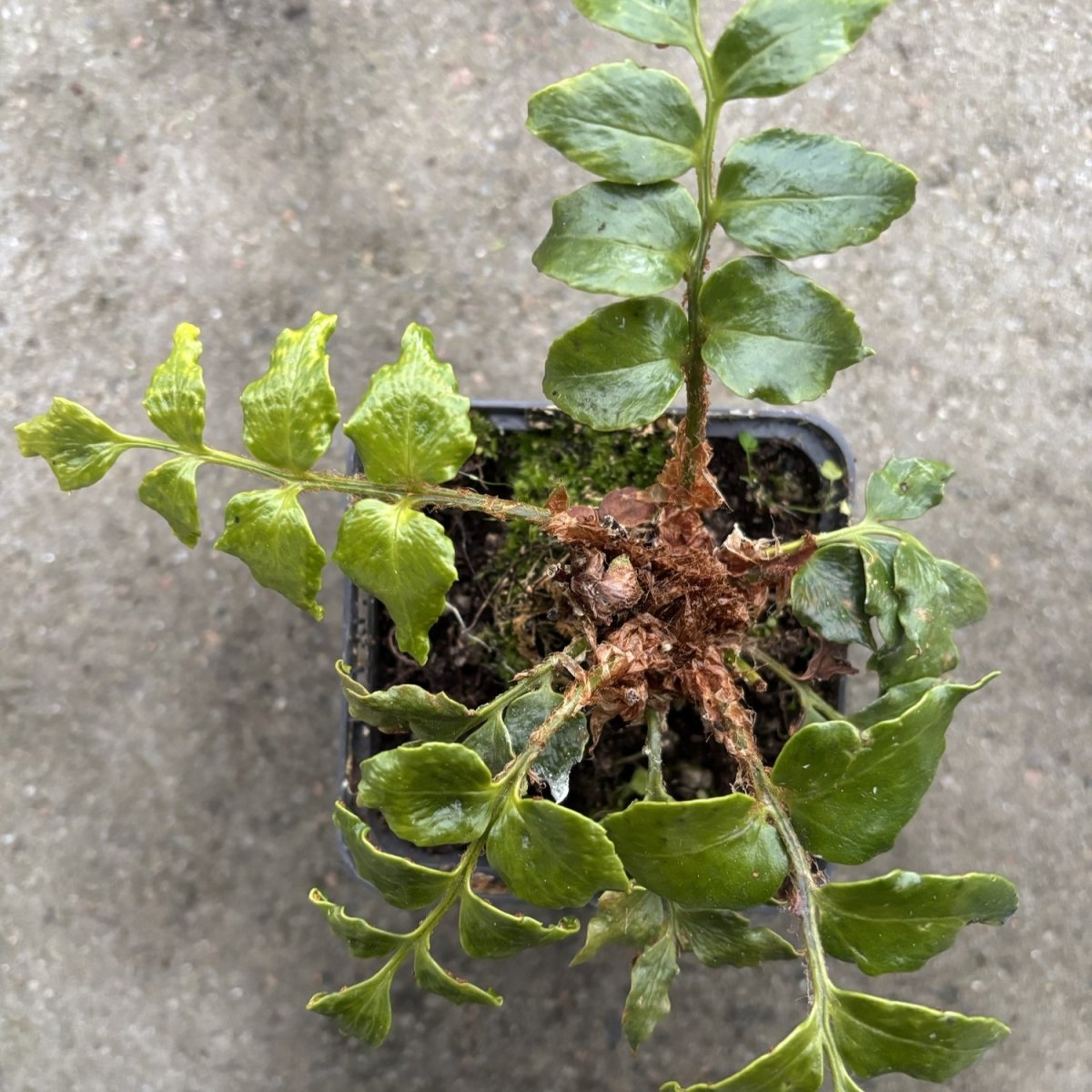 Mahoniabräken - Cyrtomium falcatum Spin Cycle (Krukstorlek: 0,5-1L)