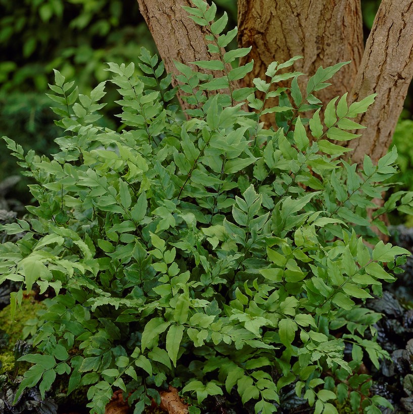 Japansk Mahoniabr&auml;ken - Cyrtomium fortunei (Krukstorlek: 0,5-1L)