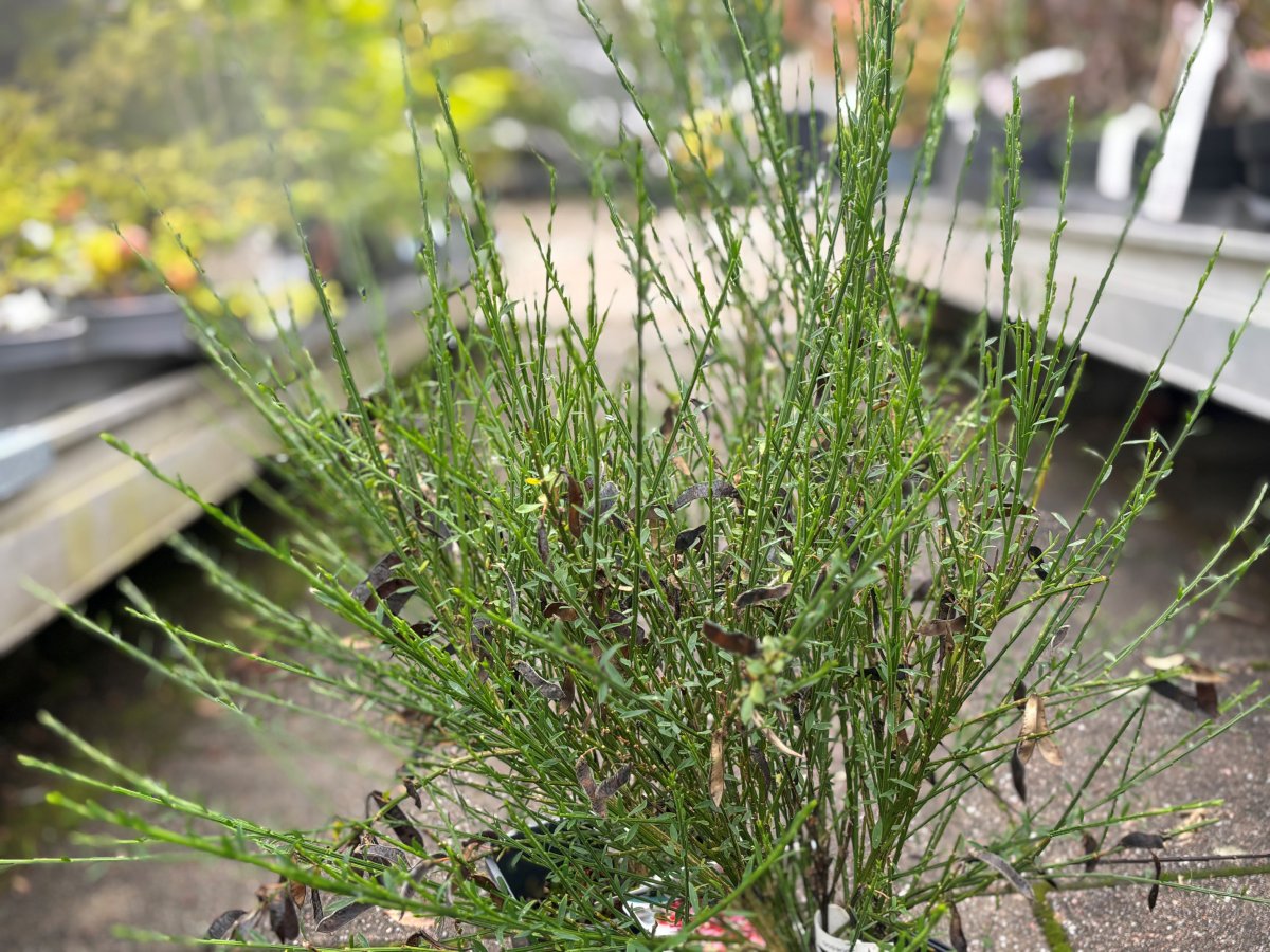 Praktginst - Cytisus Red Lion (Storlek: 30-40 C2)