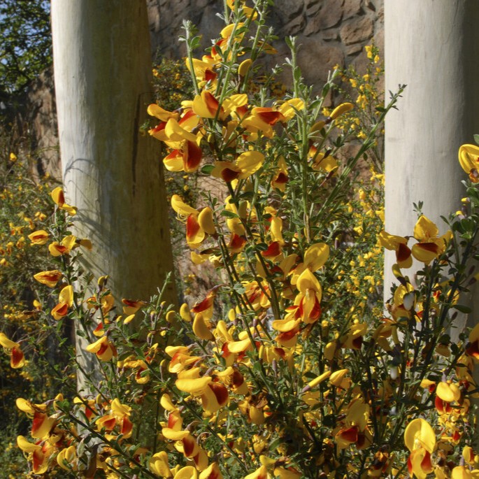 Praktginst - Cytisus scoparius f. andreanus (Storlek: 30-40 C2)